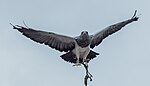 Falkenerarfågel.