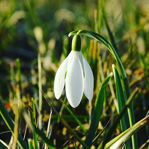 File:Gewoon sneeuwklokje (Galanthus nivalis).jpg