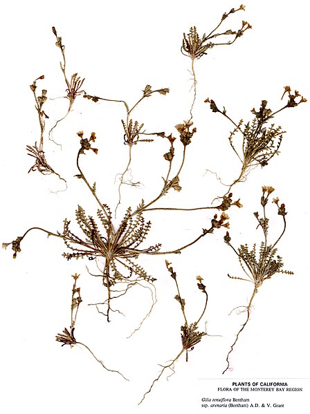 File:Gilia tenuiflora arenaria.jpg