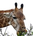Giraffe (Giraffa camelopardalis) browsing ... (31470840623).jpg