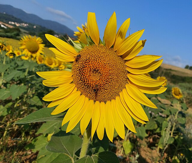 Girasole gigante in stoffa senza gambo con gancio posteriore (56.40.09) -  Art From Italy