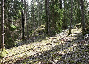 Gladöskogen 2012c.jpg