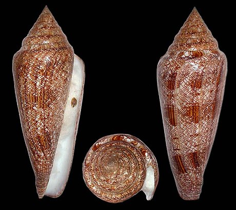 Conus gloriamaris