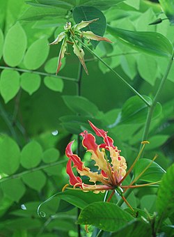 Gloriosa superba1404993757.jpg