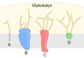 Componenti del glicocalice (vedi par. sotto): A) glicolipide B) glicoproteina periferica C) glicoproteina integrale D) proteoglicano