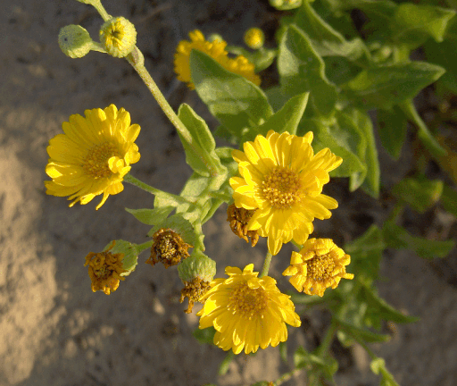 Golden-Aster