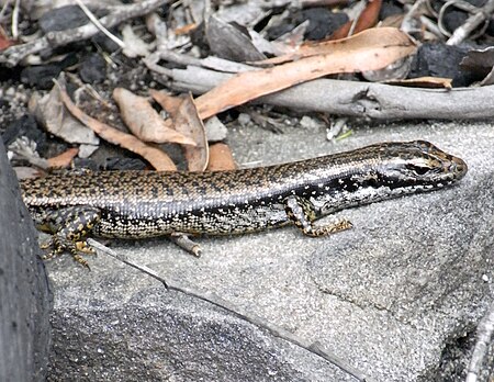 Tập_tin:Golden_Water_Skink_Side.JPG