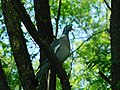 Golub grivnaš (Columba palumbus) Wood Pigeon.jpg