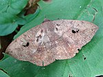 Thumbnail for Gorgone (moth)