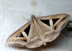 Opis obrazka Grammodes geometrica.jpg.