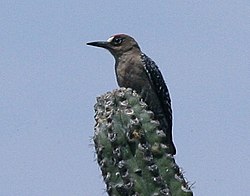 Gray-breasted Woodpecker (cropped).jpg