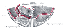 Schematic and enlarged cross-section through the body of a human embryo in the region of the mesogastrium, at end of third month Gray1104.png