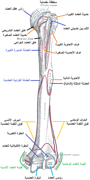 Gray207 Arabic YM.png