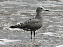 Grey Gull RWD.jpg