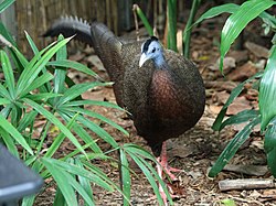 Great Argus Pheasant SMTC.jpg