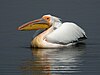 Great White Pelican, Etosha National Park, Namibia.jpg