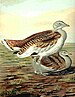 Otis tarda Greatbustard.jpg