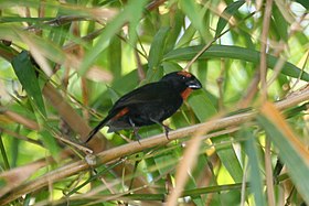 Greater Antillean Bullfinch (Loxigilla violacea) (6499245357).jpg