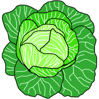 File:Green cabbage unfurled proper.svg