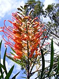 Miniatura para Grevillea