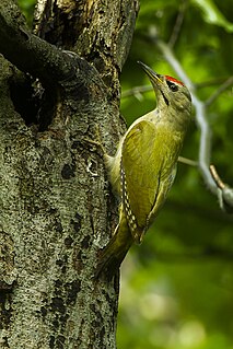 Grey-headed woodpecker Species of bird