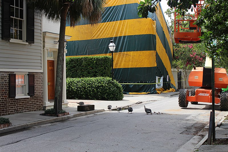 File:Guineas crossing King St., Charleston.jpg