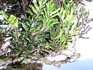 <i>Guioa coriacea</i> species of plant