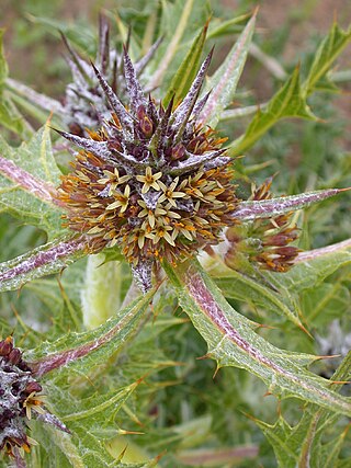 <i>Gundelia</i> Genus of flowering plants