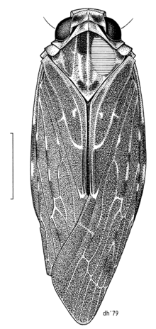 Agandecca annectans male HEMI Achilidae Agandecca annectans m.png