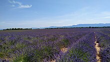 Champ de lavande à Valensole (Alpes-de-Haute-Provence).