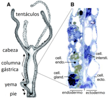 Hydre. (A) section longitudinale montrant une organisation épithéliale simple. Les flèches indiquent la direction du mouvement des tissus. (B) photographie d'une section de l'épithélium au niveau de la colonne. Cell. cellule ; endo. endodermique ; ecto. ectodermique ; gland. glandulaire ; intersti. interstitielle. Adapté de Bosch[1] 2007