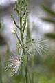 Habenaria medusa