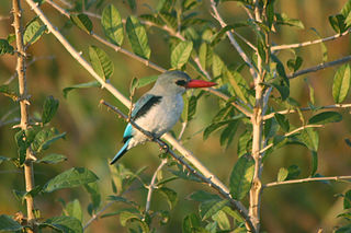 Mangrove kingfisher species of bird