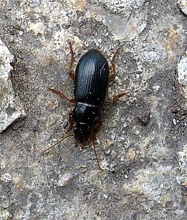 <i>Harpalus latus</i> Species of beetle