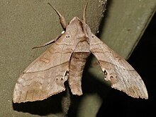 Hawkmoth (Rufoclanis numosae) (13923415895) .jpg