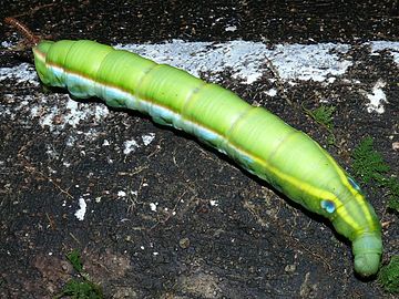 Chenille (Parc national du Gunung Mulu, Malaisie)