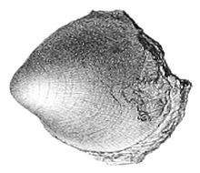 Helcionopsis radiatum.jpg