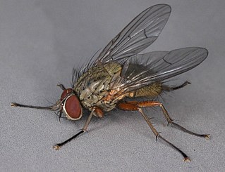 Helina impuncta