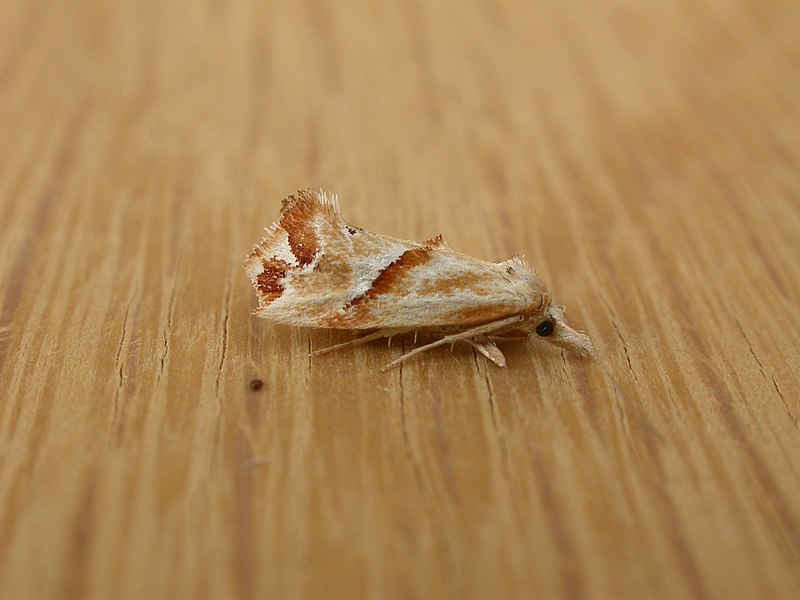 File:Heliocosma incongruana (3026243763).jpg