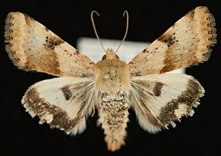 <i>Heliothis phloxiphaga</i> Species of moth
