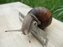 Helix pomatia crawling over razor blades. Terrestrial gastropods crawl on a layer of mucus. This adhesive locomotion allows them to crawl over sharp objects. Helix pomatia on razor blade.jpg