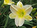 Hemerocallis 'Willard Gardner', Liliowiec 'Willard Gardner', 2020-07-18