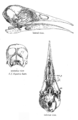 Page 645 Fig. 1-3 "Skull of Heteralocha gouldi"