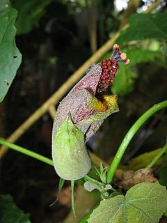 <i>Hibiscadelphus giffardianus</i> Species of tree