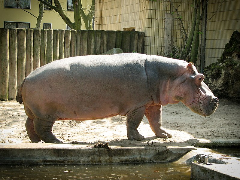 File:Hippopotamus at the Frankfurt Zoo.jpg