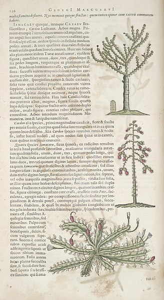 File:Historia naturalis Brasiliae (Page 126) BHL289219.jpg