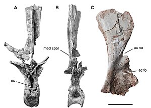 Holotype material of Rebbachisaurus garasbae.jpg