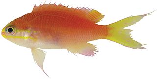 <i>Tosanoides obama</i> Species of fish