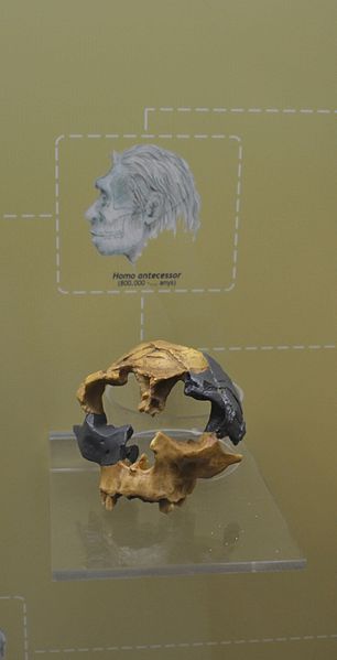 File:Homo antecessor. Museo de Prehistoria de Valencia.jpg