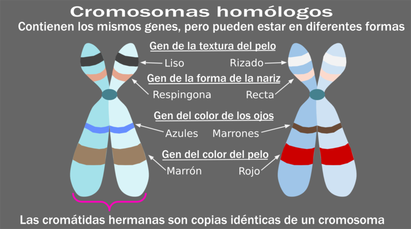 File:Homologous Chromosomes-es.png